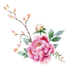 Watercolor vector hand painting illustration of peony flowers and green leaves. © ElenaMedvedeva