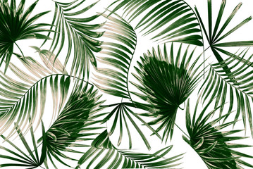 mix green leaves of palm tree on white background
