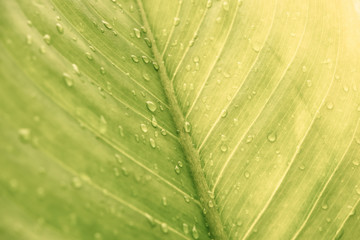 Green leaf with drops of water - Abstract green striped nature background, Natural photography (Vintage tone)