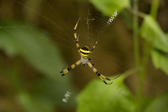 Signature Spider, Argiope sp, Araneidae, Manu,Tripura