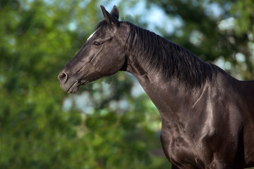 Fototapeta na wymiar Black horse close up portrait in motion outdoor