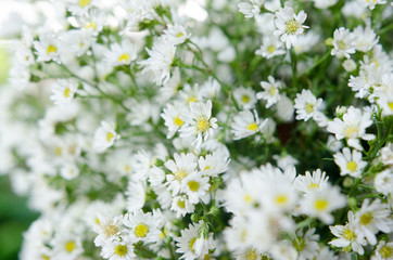 Fototapeta premium Beautiful white grass
