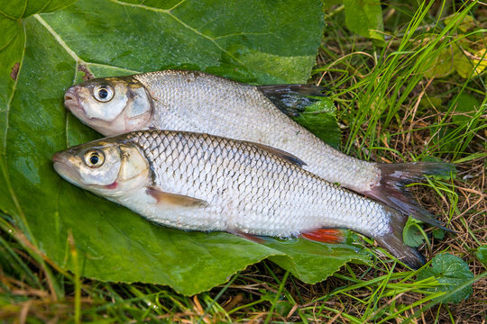 Freshwater common bream and European chub fish on natural background..