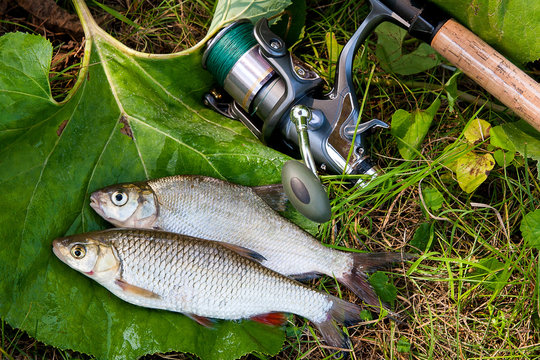 Freshwater common bream and European chub fish with fishing rod with reel on natural background..