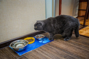 Grey cat came to eat food