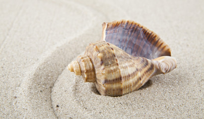 Seashells on sand for relaxation as background