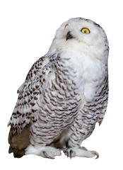Naklejka premium isolated white and black polar owl