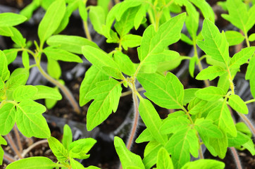Green tomato seedling
