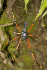 Signature spider, Argiope sp, Araneidae, Tripura