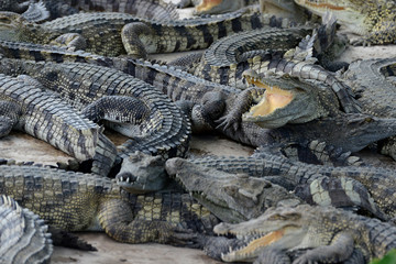 CAMBODIA SIEM REAP CROCODILE FARM