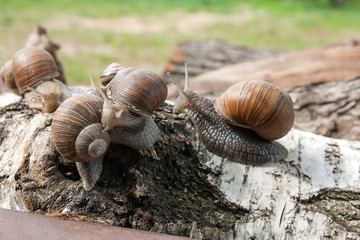 Group of big Burgundy snails (Helix, Roman snail, edible snail, escargot) crawling on the trunk of old birch tree. .