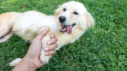 Close up of a dog paw in a human hand.