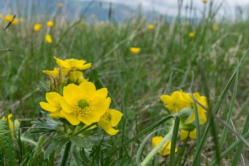Anemone ranunculoides