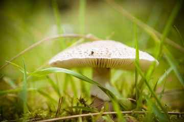 Mushrooms in the forest very colorful surrounded by moss and moisture and great blur