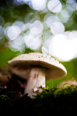 Mushrooms in the forest very colorful surrounded by moss and moisture and great blur