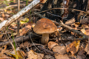 Fototapeta premium Forest mushroom brown cap boletus growing in a green moss..