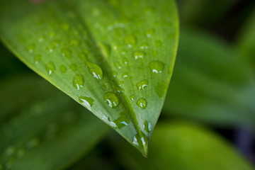 Green leaf with drops of water - Abstract green striped nature background, Natural photography