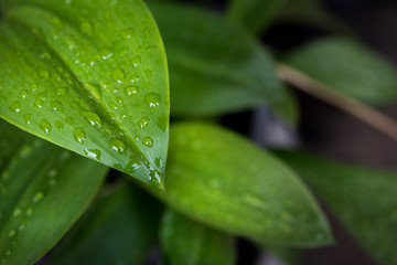 Green leaf with drops of water - Abstract green striped nature background, Natural photography