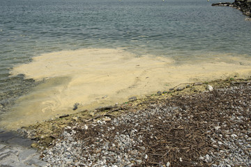 Genferseeufer mit angeschwemmten Blütenstaub und Aststücken Genf, Schweiz