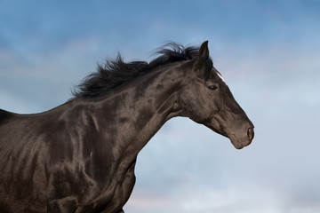 Fototapeta na wymiar Black horse portrait in motion against beautiful sky