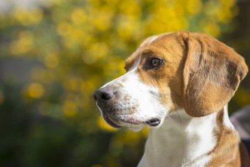 Summery portrait of a beagle