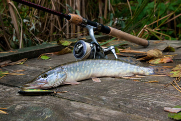 Freshwater pike with fishing bait in mouth and fishing equipment lies on wooden background..