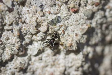 Harlequin jumping spider (Salticus scenicus)
