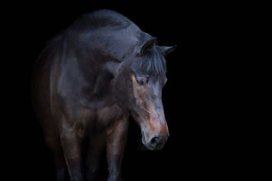 Bay horse portrait on black background