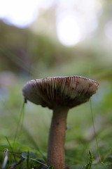 Mushrooms in the forest very colorful surrounded by moss and moisture and great blur