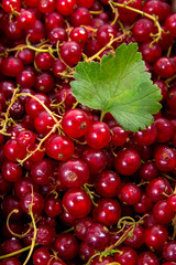 Red currant berry as background..