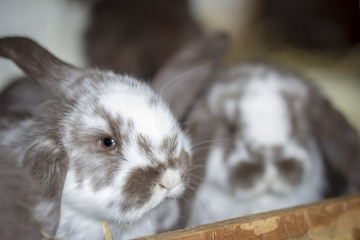 young rabbit with soft fur