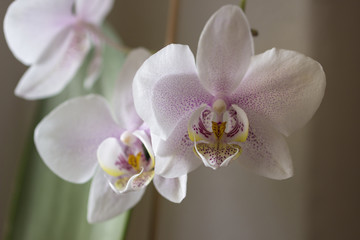 Fototapeta premium Blossom of a white orchid with purple spots (Phalaenopsis sanderiana)