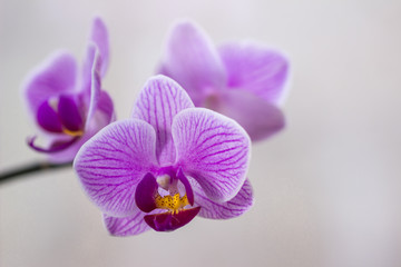 Orchids flower with purple stripes (Phalaenopsis sanderiana)