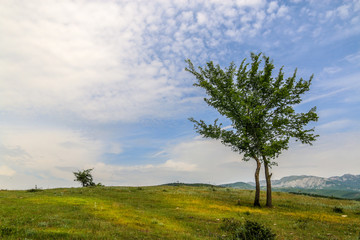 Beautiful landscape with lone tree stands on a green field or hill. Dramatic field view