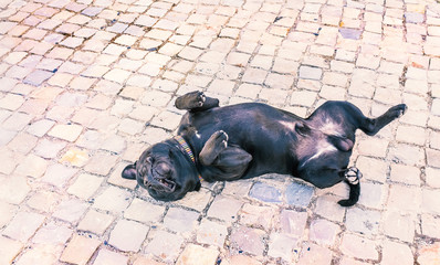 happy staffordshire bul terrier rolling on his back on stone cobbles.