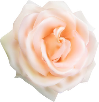 light cream rose one bloom on white