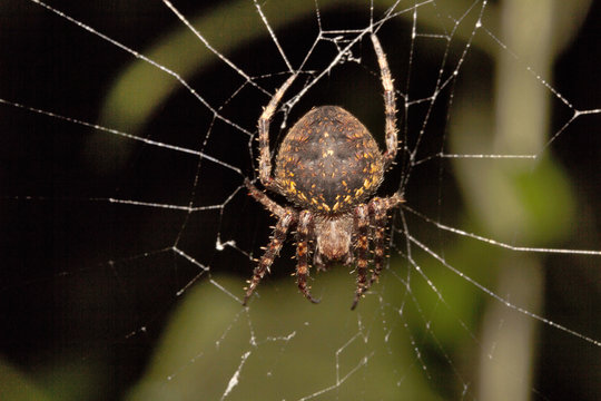 Spider, Araneidae, Belianchip, Tripura , India