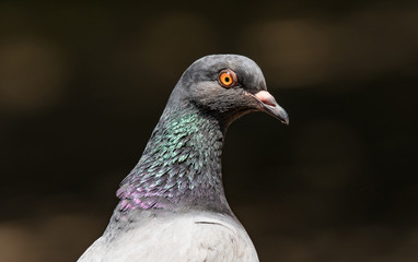 Pigeon. Dove. Beautiful pigeon close up. City birds.