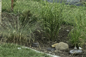 ornamental garden at the house in summer full of plants