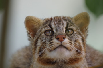 可愛い、ツシマヤマネコ