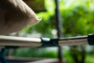 Spider on spider web hanging on rack and pillow
