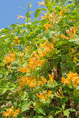 Gartengeißblatt, Lonicera caprifolium