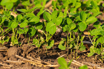 Naklejka na ściany i meble sights of spring young soybean plants in the fields