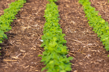 sights of spring a row of soybean plants in a midwestern field