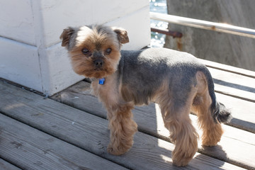 dog yorkshire terrier on the beach