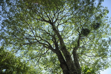 Fototapeta premium Árvore