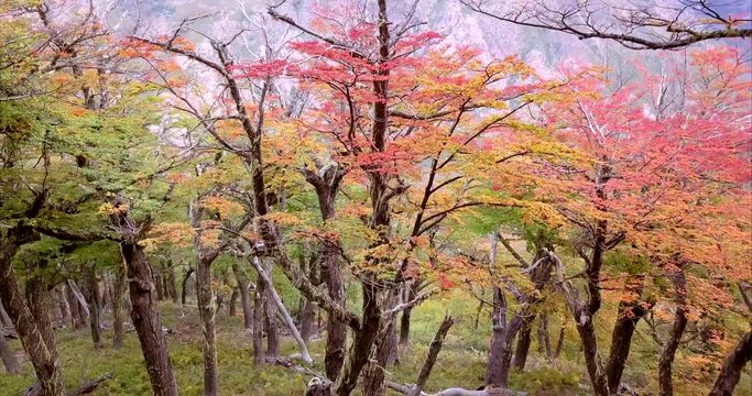 Aerial view a drone going up the forest from inside to reach the rooftop of the native lenga trees in the Andean range. 4k