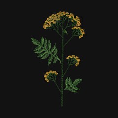Tansy embroidered with yellow and green threads on black background. Beautiful embroidery design with wild blooming flower or meadow flowering herb. Needlework or hand made work. Vector illustration.