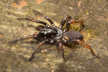 Spider, Nemesiidae, Gumti, Tripura , India