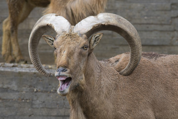 Arrui o Muflon del Atlas - Barbary sheep 